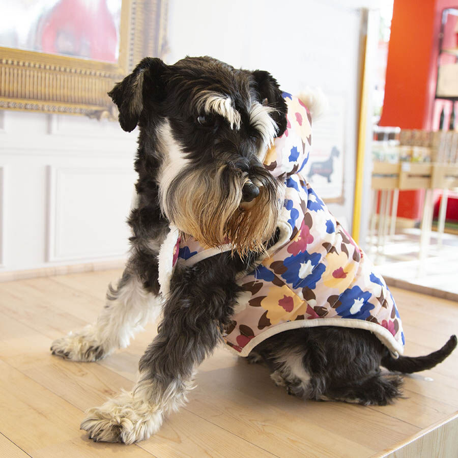 Outech Spring Casaco para c&atilde;es, , large Imagem n&uacute;mero 2